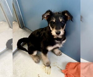 Mutt Dogs for adoption in Pampa, TX, USA