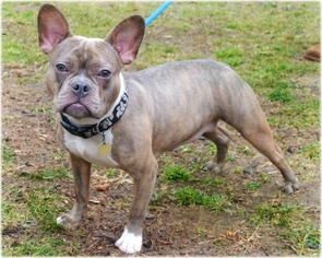 Small American French Bull Terrier