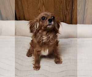 Cavalier King Charles Spaniel Dogs for adoption in Lincolnwood, IL, USA