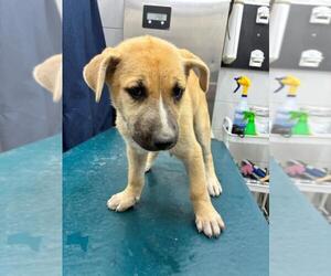 American Bulldog-Unknown Mix Dogs for adoption in Mobile, AL, USA