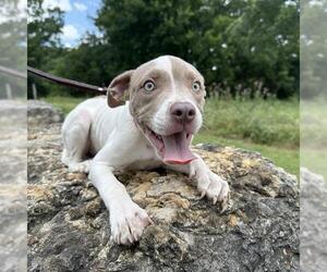 American Staffordshire Terrier Dogs for adoption in San Antonio, TX, USA