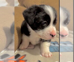 Mutt Dogs for adoption in Omaha, NE, USA
