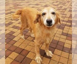 Golden Retriever Dogs for adoption in FORT WORTH, TX, USA