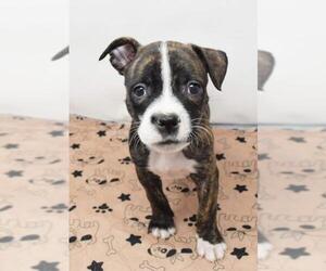 Medium Photo #1 Boston Terrier-Unknown Mix Puppy For Sale in Oakhurst, NJ, USA