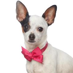 Jack Russell Terrier Dogs for adoption in Los Angeles, CA, USA