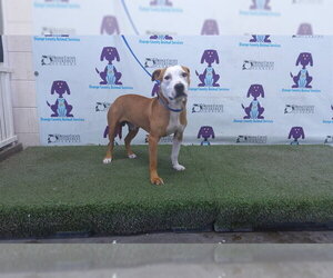 Mutt Dogs for adoption in Orlando, FL, USA