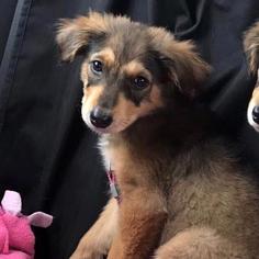 Affenpinscher Dogs for adoption in San Diego, CA, USA