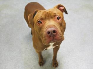 American Pit Bull Terrier-Unknown Mix Dogs for adoption in New York, NY, USA