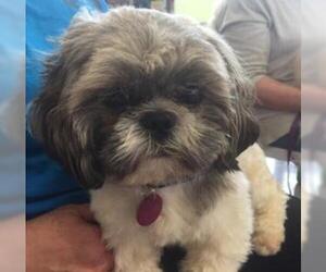 Shih Tzu Dogs for adoption in Bellbrook, OH, USA