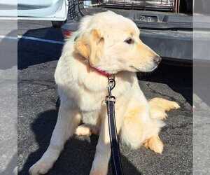 Aussie Pyrenees Dogs for adoption in Silver Spring, MD, USA