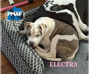 American Pit Bull Terrier Dogs for adoption in Binghamton, NY, USA