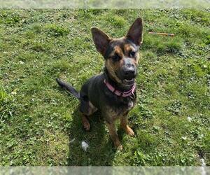 German Shepherd Dog-Unknown Mix Dogs for adoption in McKinleyville, CA, USA
