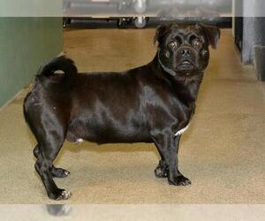 Chug Dogs for adoption in West Valley, UT, USA