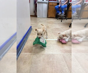 Chihuahua-Unknown Mix Dogs for adoption in Raleigh, NC, USA