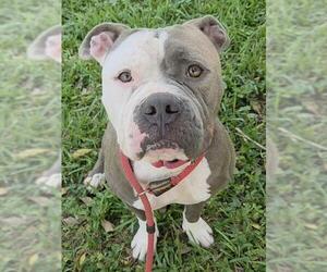 American Staffordshire Terrier Dogs for adoption in Fort Lauderdale, FL, USA
