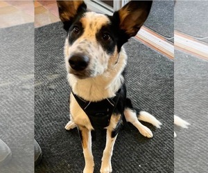 Mutt Dogs for adoption in Sandy, UT, USA