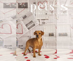 Chiweenie Dogs for adoption in Foristell, MO, USA