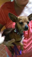 Chihuahua Dogs for adoption in Melbourne, FL, USA