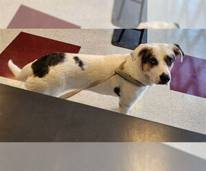 Catahoula Leopard Dog-Unknown Mix Dogs for adoption in Plano, TX, USA