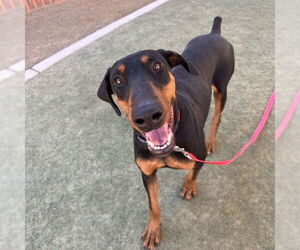 Medium Photo #1 Doberman Pinscher-Unknown Mix Puppy For Sale in Las Vegas, NV, USA