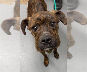 Boxer-Unknown Mix Dogs for adoption in Peoria, IL, USA