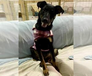 Labrottie Dogs for adoption in Alexandria, VA, USA