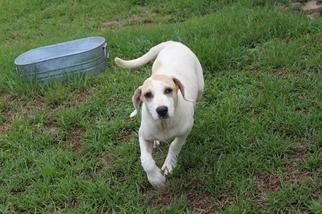 Pointer Dogs for adoption in Albany, GA, USA