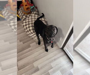 Labrador Retriever Dogs for adoption in Ogden, UT, USA