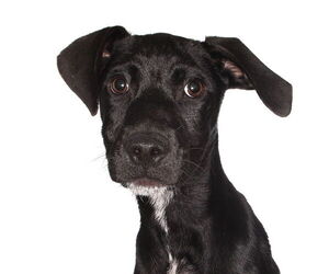 Beagle-Unknown Mix Dogs for adoption in Oakland Park, FL, USA