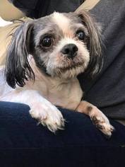 Shih Apso Dogs for adoption in Shakopee, MN, USA