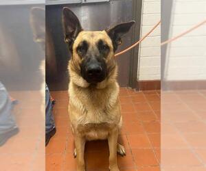 German Shepherd Dog-Unknown Mix Dogs for adoption in Camarillo, CA, USA