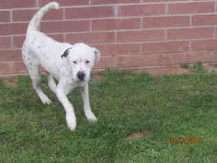 Dalmatian-Unknown Mix Dogs for adoption in Grovetown, GA, USA