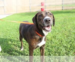 Plott Hound Dogs for adoption in Ocala, FL, USA