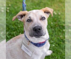 Mutt Dogs for adoption in San Diego, CA, USA