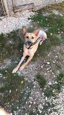 Medium Photo #1 Black Mouth Cur-German Shepherd Dog Mix Puppy For Sale in Lake Jackson, TX, USA