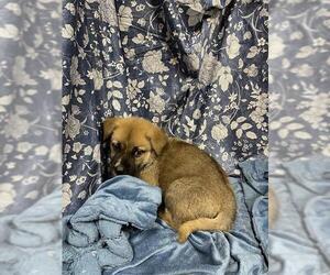 Labrador Retriever-Siberian Husky Mix Dogs for adoption in Modesto, CA, USA