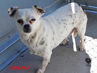 Chug Dogs for adoption in Stockton, CA, USA