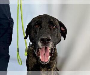 Great Dane-Unknown Mix Dogs for adoption in Fort Collins, CO, USA
