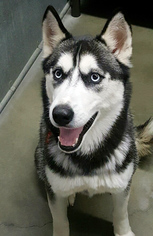Siberian Husky Dogs for adoption in Quincy, MA, USA