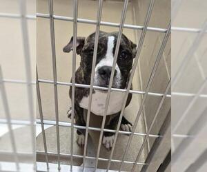 American Pit Bull Terrier-Unknown Mix Dogs for adoption in Decatur, IL, USA