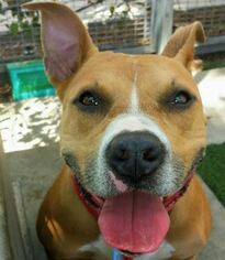 American Staffordshire Terrier Dogs for adoption in West Hollywood, CA, USA