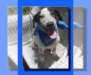 Lab-Pointer Dogs for adoption in Wakefield, RI, USA