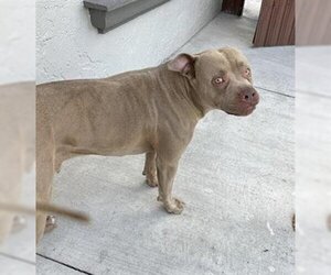 American Pit Bull Terrier Dogs for adoption in Naples, FL, USA