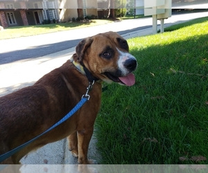 Boxer-Unknown Mix Dogs for adoption in Carmichael, CA, USA