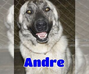 Anatolian Shepherd Dogs for adoption in Lawrenceburg, KY, USA