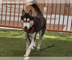 Siberian Husky-Unknown Mix Dogs for adoption in Las Vegas, NV, USA