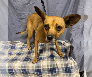 Chihuahua Dogs for adoption in Modesto, CA, USA