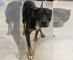 Australian Kelpie-Unknown Mix Dogs for adoption in Plano, TX, USA