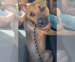 American Staffordshire Terrier Dogs for adoption in Fort Lauderdale, FL, USA