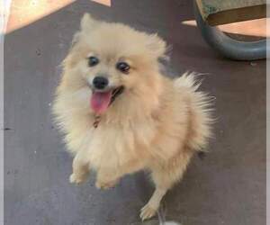 Pomeranian Dogs for adoption in Sioux Falls, SD, USA